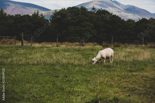 Grazing sheep in the mountains