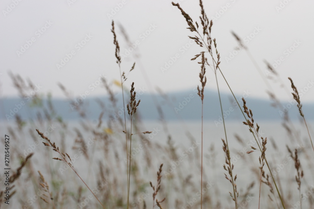 Obraz premium plants