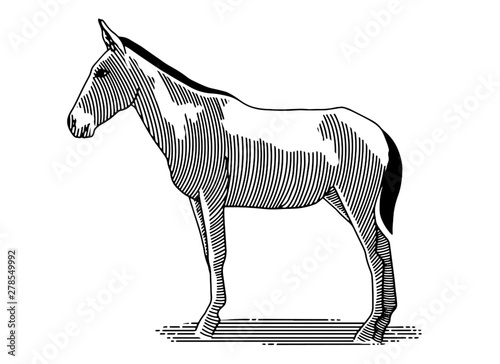 Mule