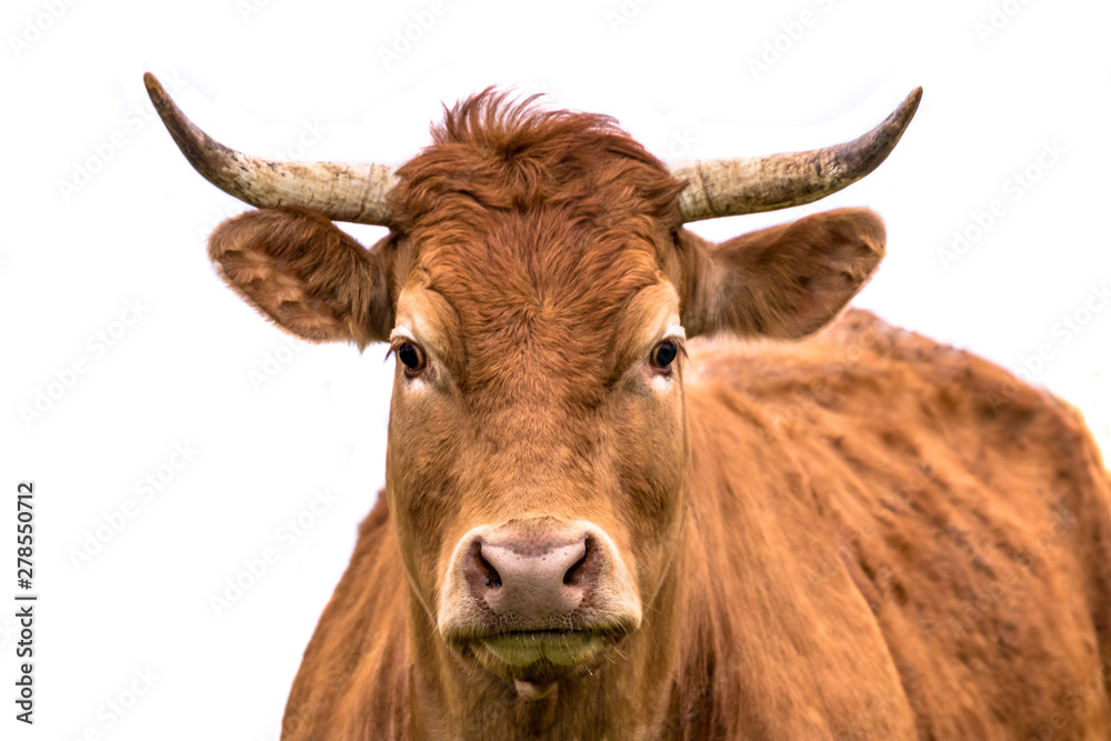 Cute cow portrait