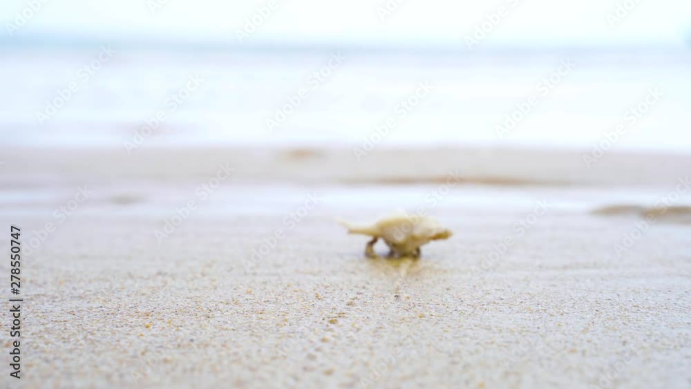 Phuket Thailand beautiful beach background white sandy tropical paradise island with blue sky sea water ocean 4k hermit crab Phuket Thailand beautiful beach background white sandy tropical paradise island with blue sky sea water ocean 4k hermit crab