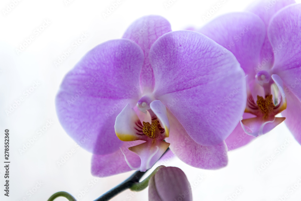 Purple orchid is isolated on white background Purple orchid is isolated on white background