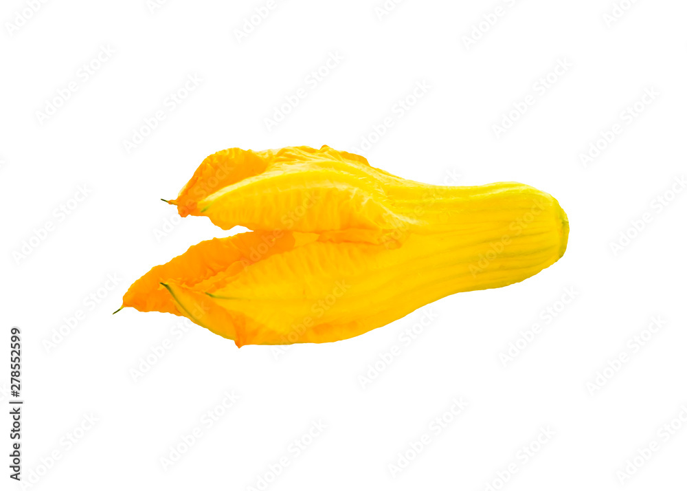 Closed yellow orange pumpkin flower without leaves and stem isolated on white background. Food Ingredient. Mediterranean traditional cuisine Closed yellow orange pumpkin flower without leaves and stem isolated on white background. Food Ingredient. Mediterranean traditional cuisine