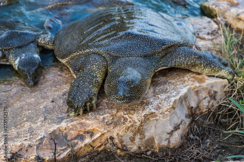 Nile  soft-skinned turtle - Trionyx triunguis - climbs onto the stone beach in search of food in the Alexander River near Kfar Vitkin settlement in Israel