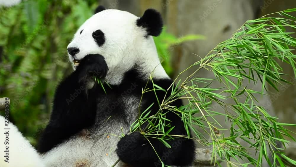 Feeding time, giant panda eating green bamboo leaves Feeding time, giant panda eating green bamboo leaves