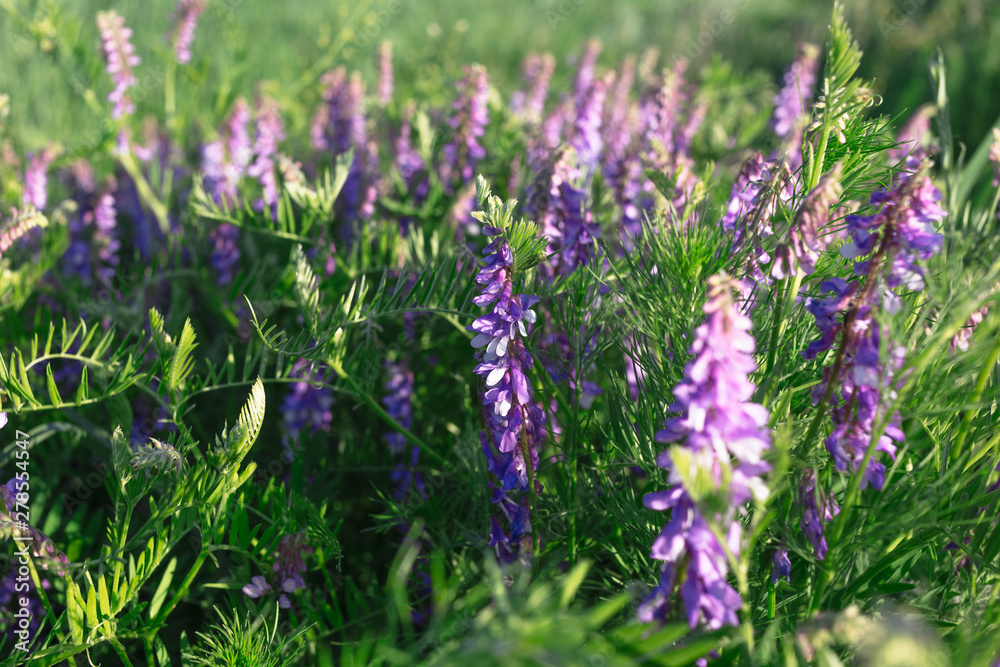 Fototapeta premium Vicia cracca - beautiful springtime field flowers.
