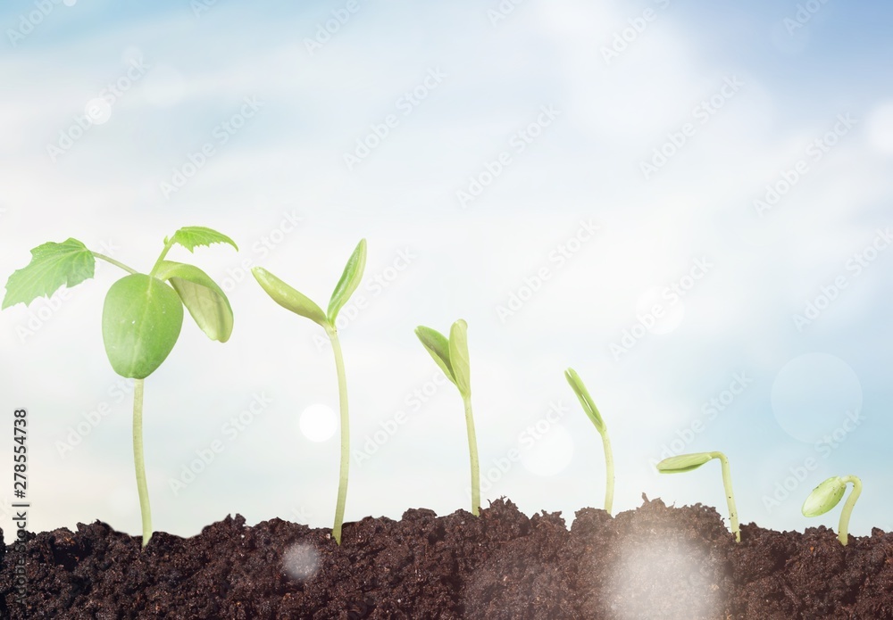 Fototapeta premium Growth of new life on background
