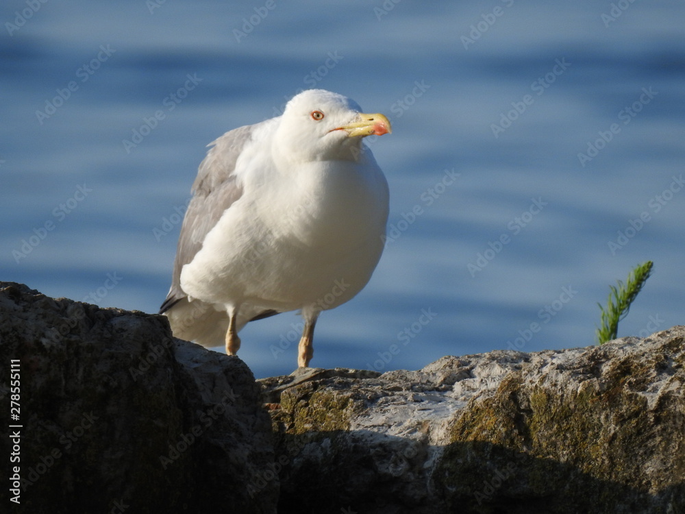 Goéland Goéland