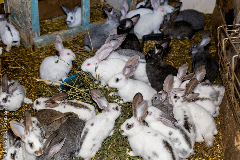 Fototapeta premium Breeding a large group of rabbits in a small shed.