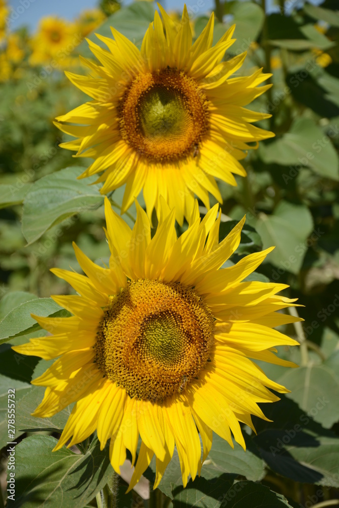 Obraz premium 2 sunflowers