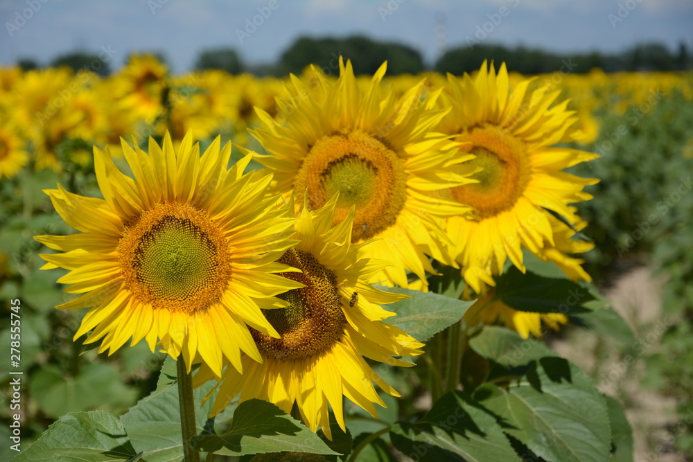 Fototapeta premium field of sunflowers