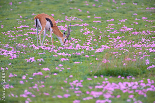 Thomson's gazelle, Eudorcas thomsonii, grazing on green savanna , surrounded by purple flowers.  African safari at the foot of a volcano Kilimanjaro, Amboseli national park, Kenya. photo