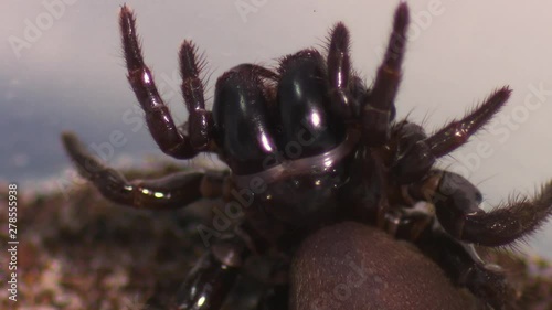 Steady, close up shot of a Sydney funnel-web spider (Atrax robustus) in a contorted position. photo