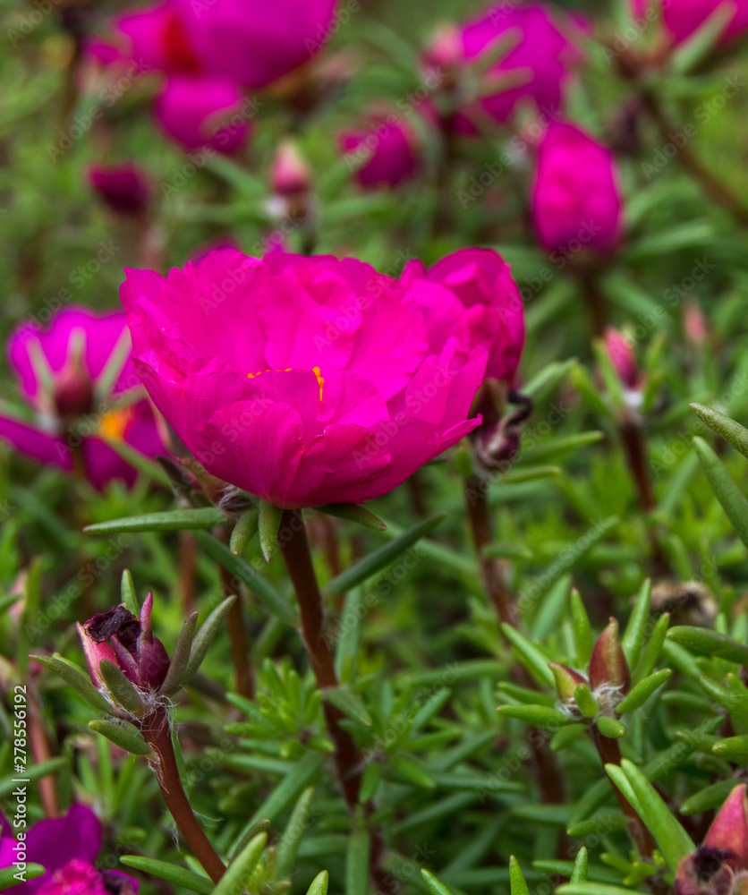 Bright crimson portulaca in garden (background) Bright crimson portulaca in garden (background)