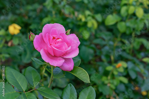 Pink rose. Blooming pink rose in the city garden.