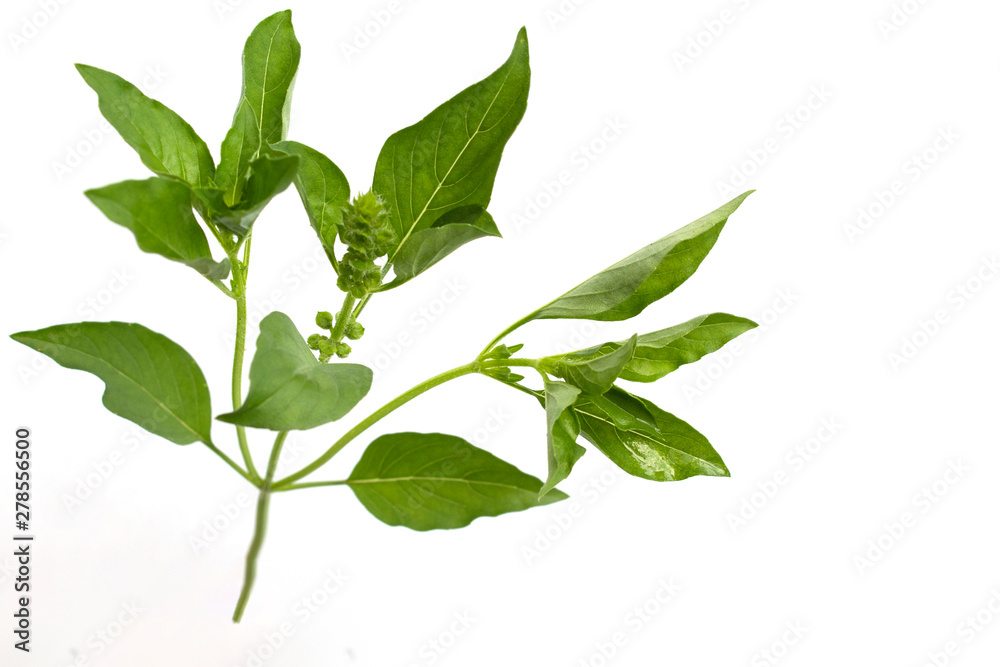 ocimun basilicum Thai lemon basil , a hairy basil ocimun basilicum Thai lemon basil , a hairy basil
