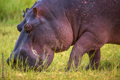 Hippo grazing in Chobe National Park, Botswana