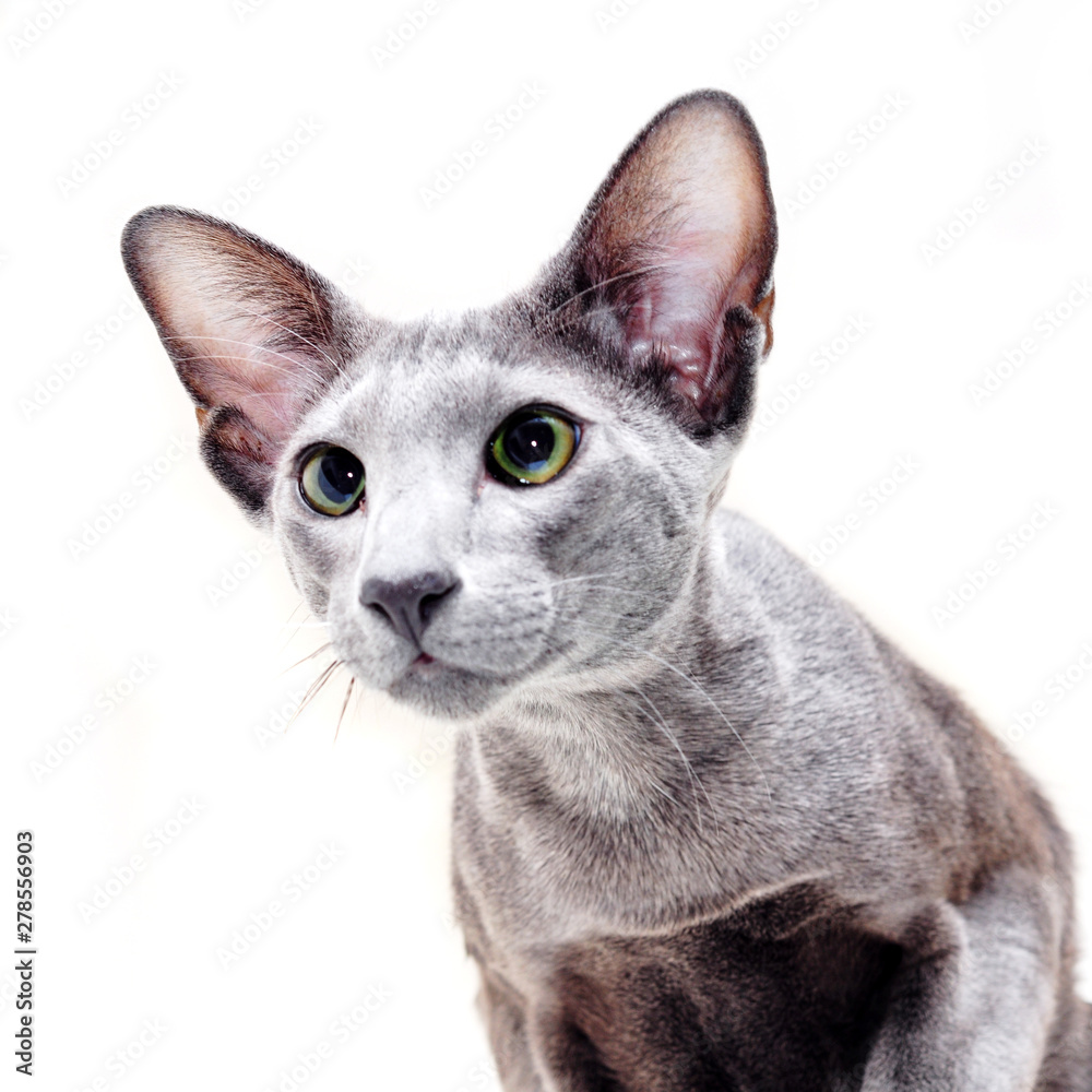 Adorable grey oriental cat isolated on white background