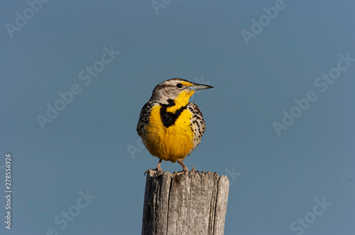 Western meadowlark sitting on fencepost;  Wyoming