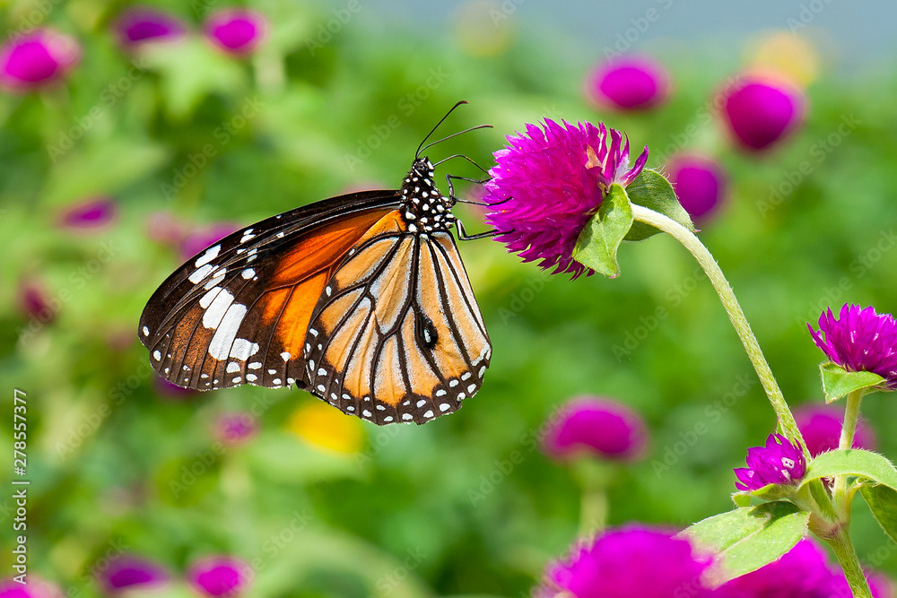Obraz premium Butterfly