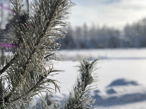 spruce branch covered with inium on the background of a snowy meadow and an abandoned house on a winter frosty Sunny day photo