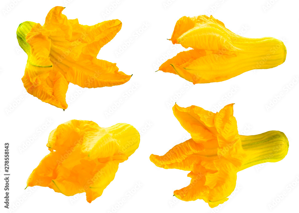 Fototapeta premium Blooming yellow orange pumpkin flowers without leaves and stem isolated on white background. Food Ingredient for traditional mediterranean cuisine. Group of objects for design