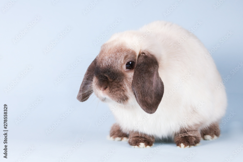 Mini Lop Rabbit on Isolated Background Mini Lop Rabbit on Isolated Background