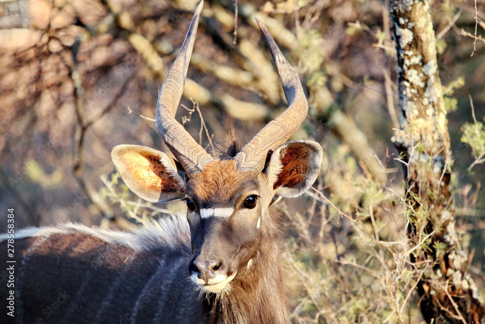Naklejka premium Nyala Männchen
