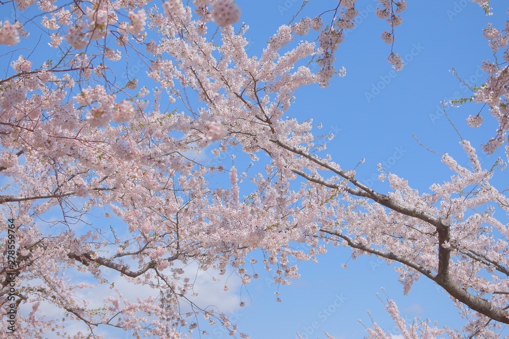 五稜郭タワーの桜