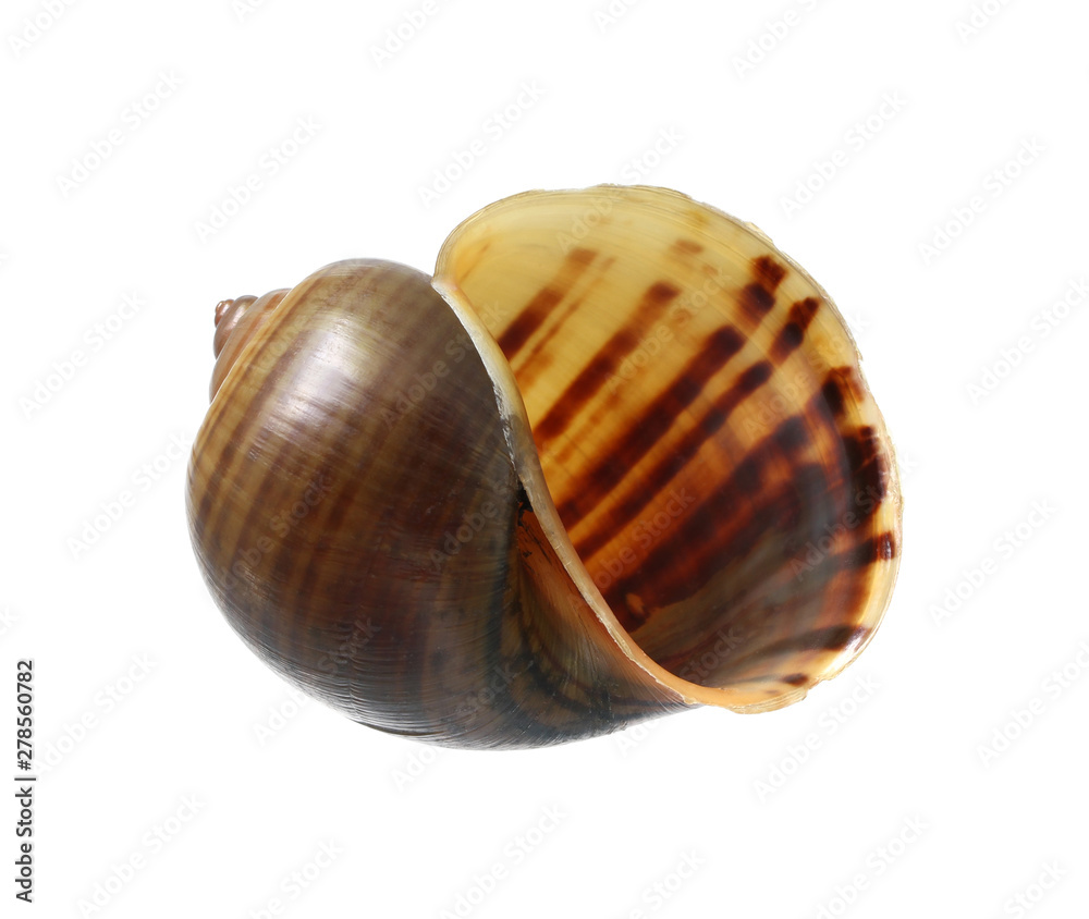 Golden applesnail shell (with clipping path) isolated on white background Golden applesnail shell (with clipping path) isolated on white background