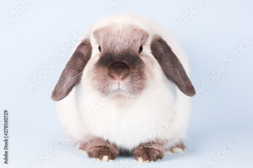 Mini Lop Rabbit on Isolated Background