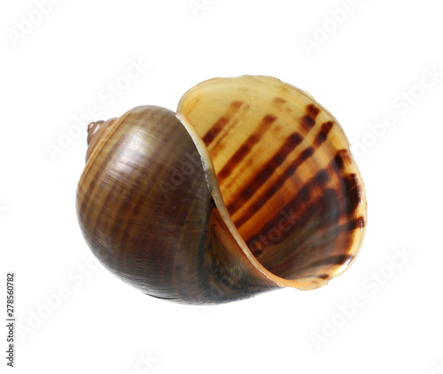 Golden applesnail shell (with clipping path) isolated on white background
