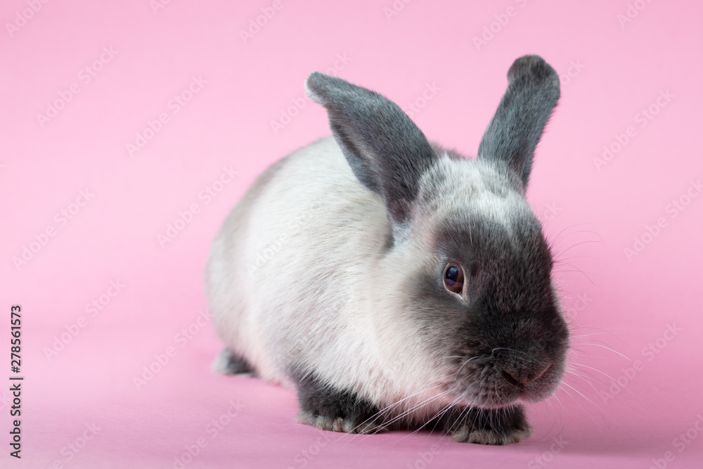 Lop Rabbit on Isolated Background Lop Rabbit on Isolated Background