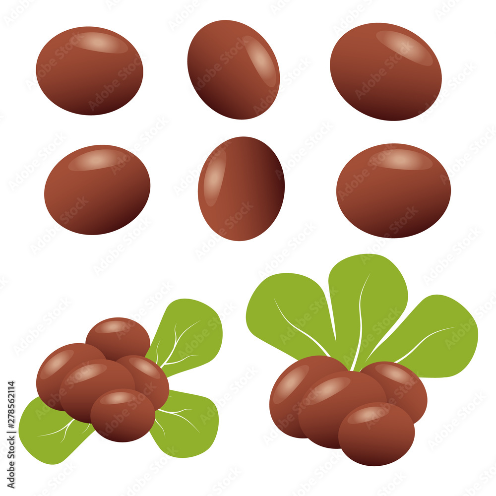 Fototapeta premium Shea nuts fruit natural organic butter ingredient.