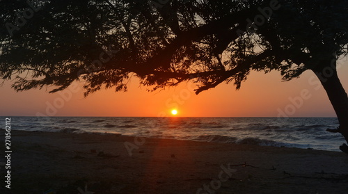 The sun sets in the sea on a clear evening under the dark silhouette of a tree with leaves