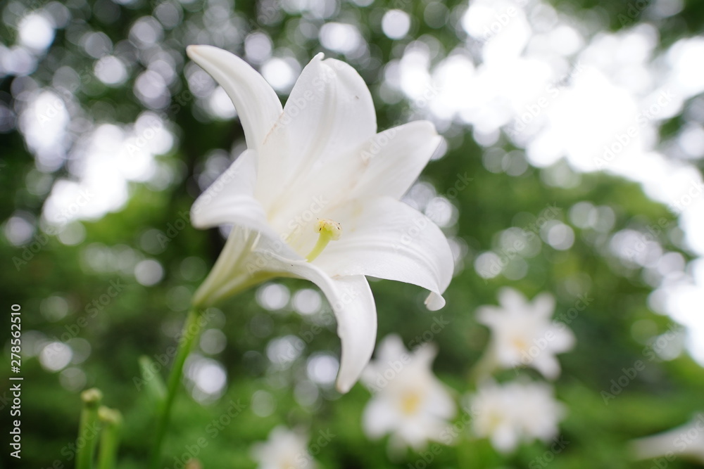 ユリの花 ユリの花