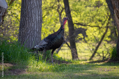 Merriams Turkey photo