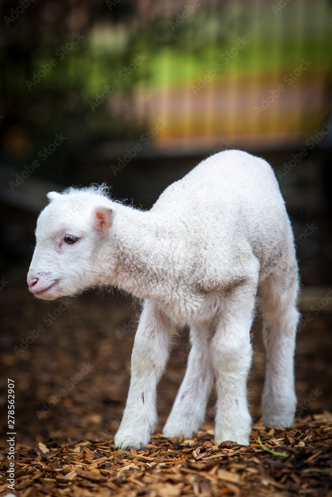 Baby Lamb Face Baby Lamb Face