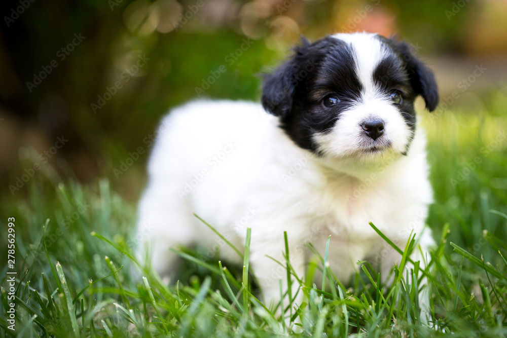 Little puppy papillon breed on the grass Little puppy papillon breed on the grass