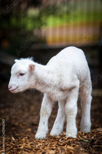 Baby Lamb Face