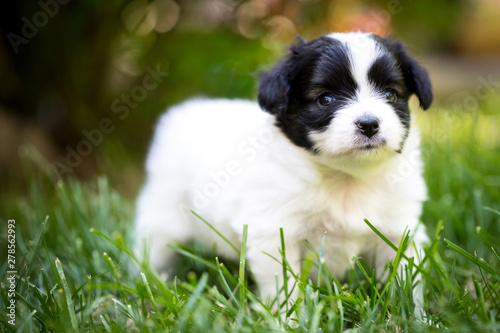 Little puppy papillon breed on the grass