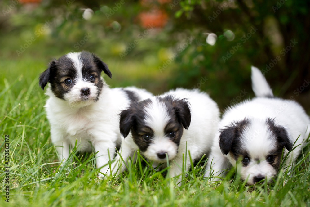three little puppies on the grass