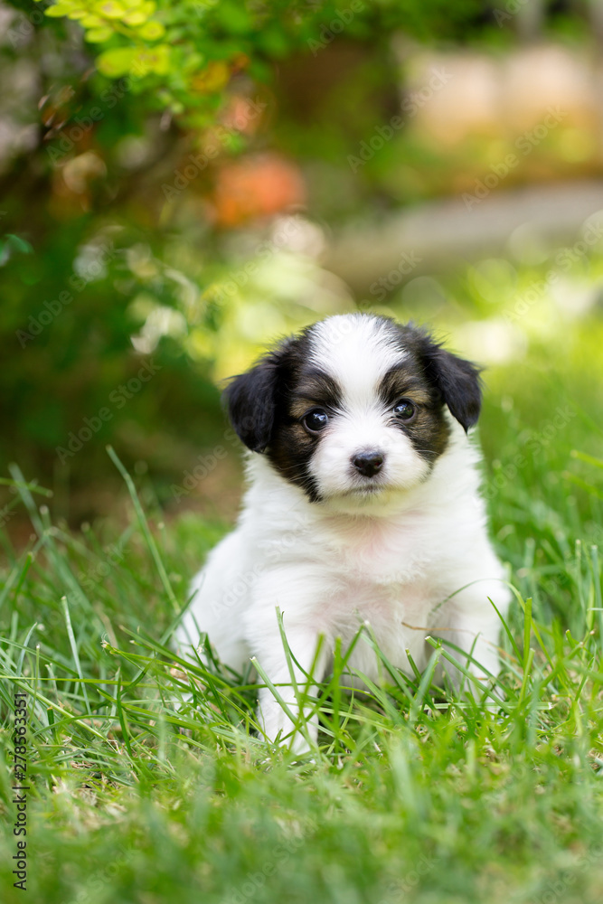 Portrait of a beautiful little puppy