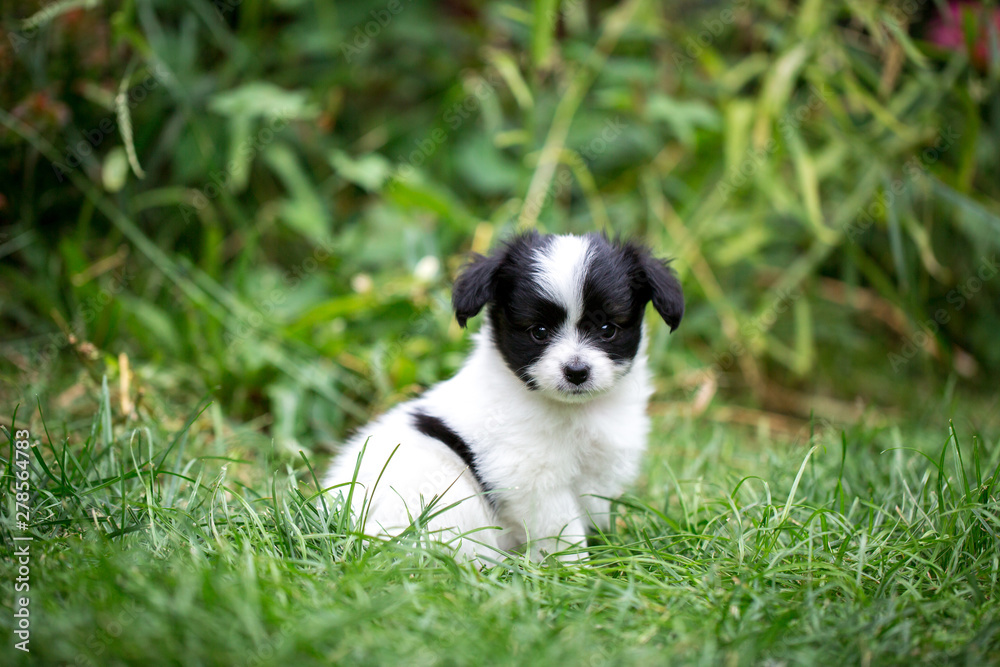 puppy on the grass in the garden