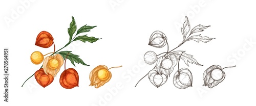 Bundle of elegant colorful and monochrome drawings of physalis, cape gooseberry or goldenberry. Fresh berries, superfood, veggie product hand drawn on white background. Realistic vector illustration.