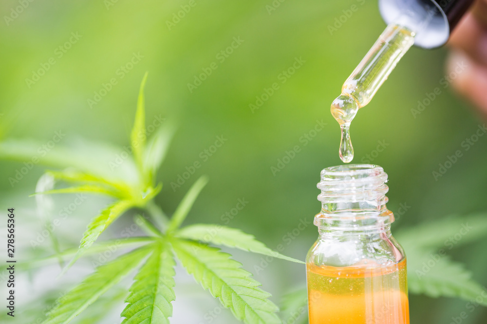 Handle glass bottle containing hemp oil. Hold a bottle of hemp oil in a glass bottle, a natural herbal dropper tube, medical marijuana concepts to treat diseases. There is space for entering text. Handle glass bottle containing hemp oil. Hold a bottle of hemp oil in a glass bottle, a natural herbal dropper tube, medical marijuana concepts to treat diseases. There is space for entering text.