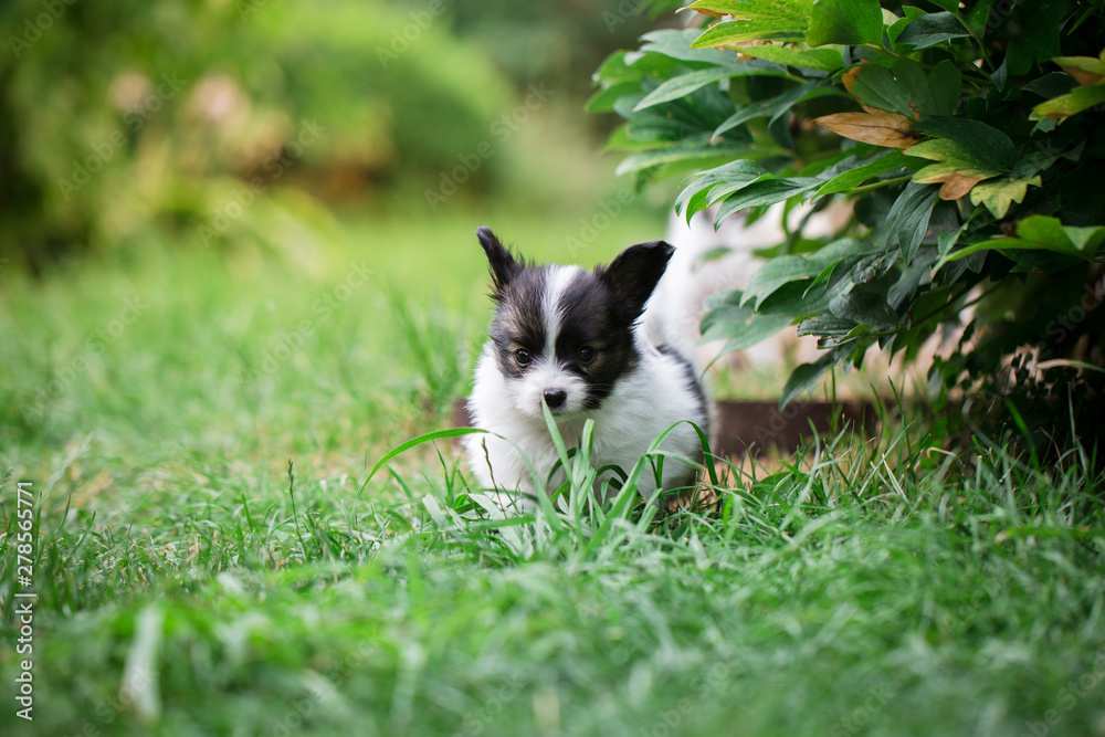 Little Puppy playing on the lawn