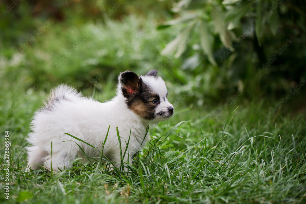 Puppy on the lawn Puppy on the lawn