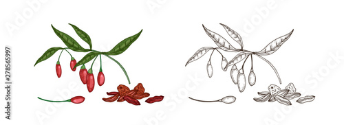 Bundle of colorful and monochrome drawings of fresh and dried goji berries