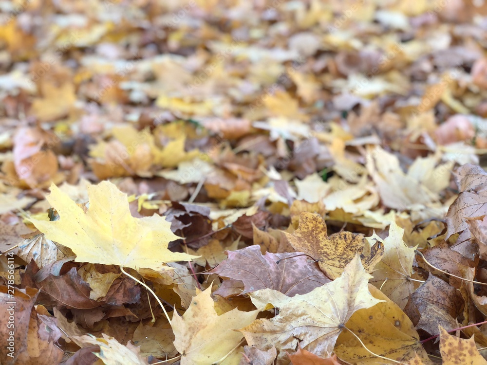 many fallen maple leaves, Golden autumn